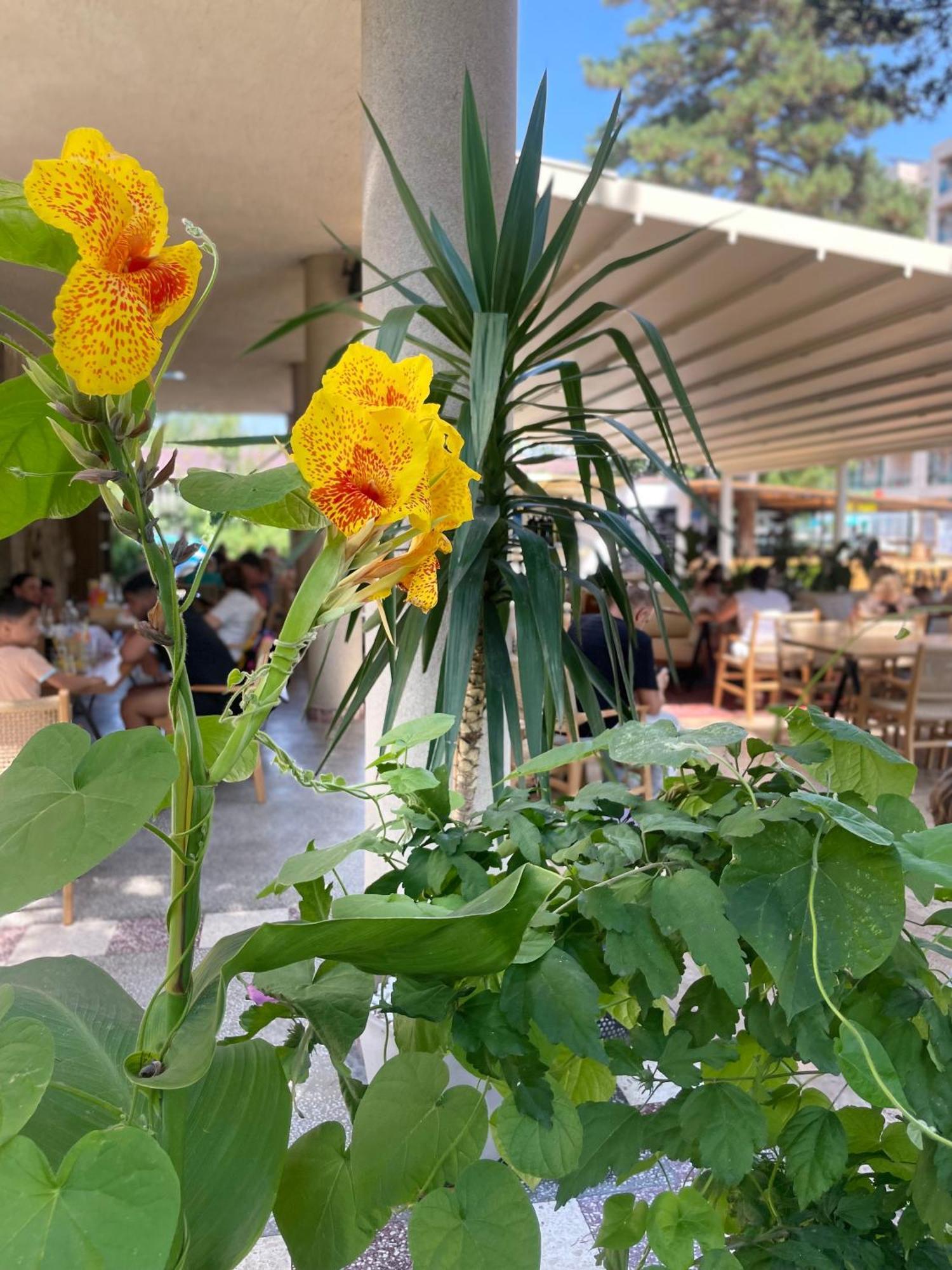 אפורי נורד Hotel Carmen מראה חיצוני תמונה